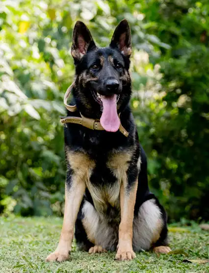 entrenamiento-profesional-para-perros-colombia