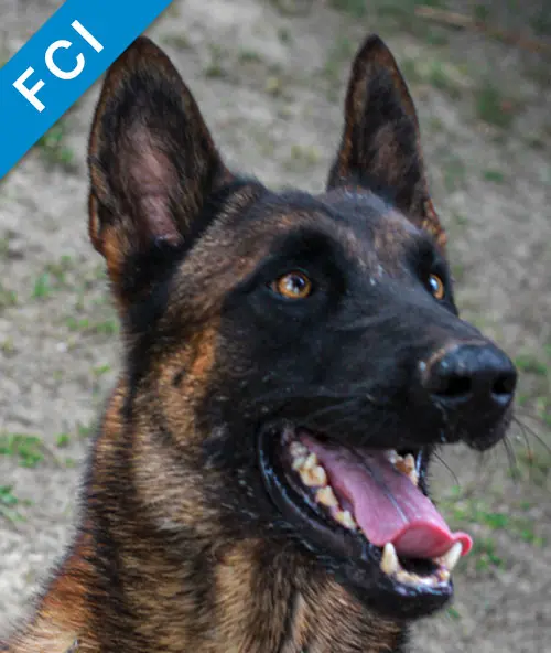 pastor-aleman-K9-de-proteccion-familiar-2