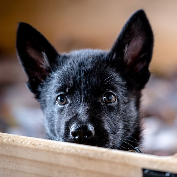 black-german-shepherd-puppy-dog