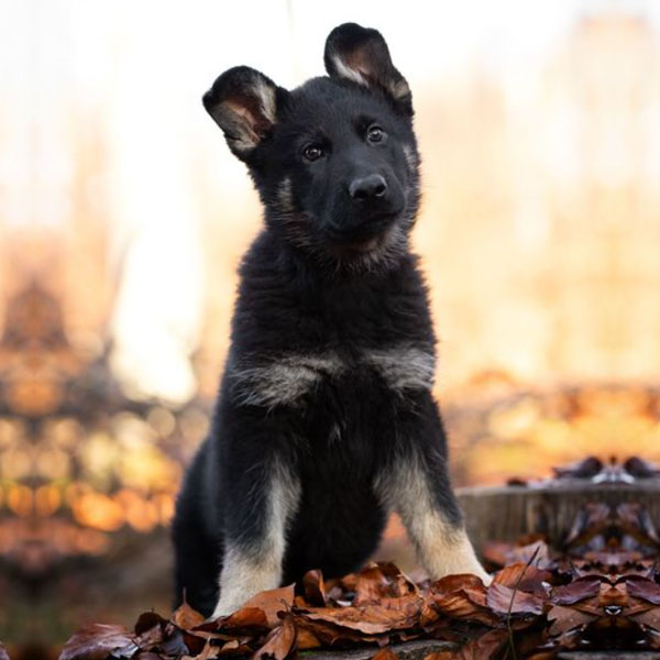 cachorro-pastor-aleman-negro-de-pedigree