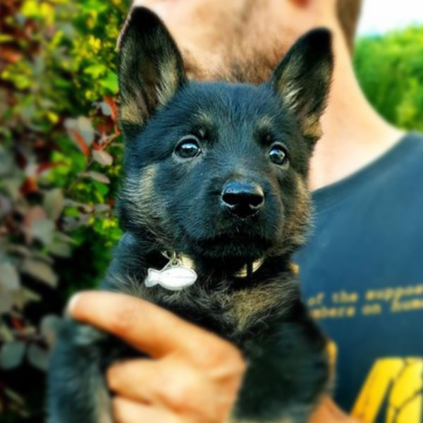 cachorro-pastor-aleman-negro-k9-colombia