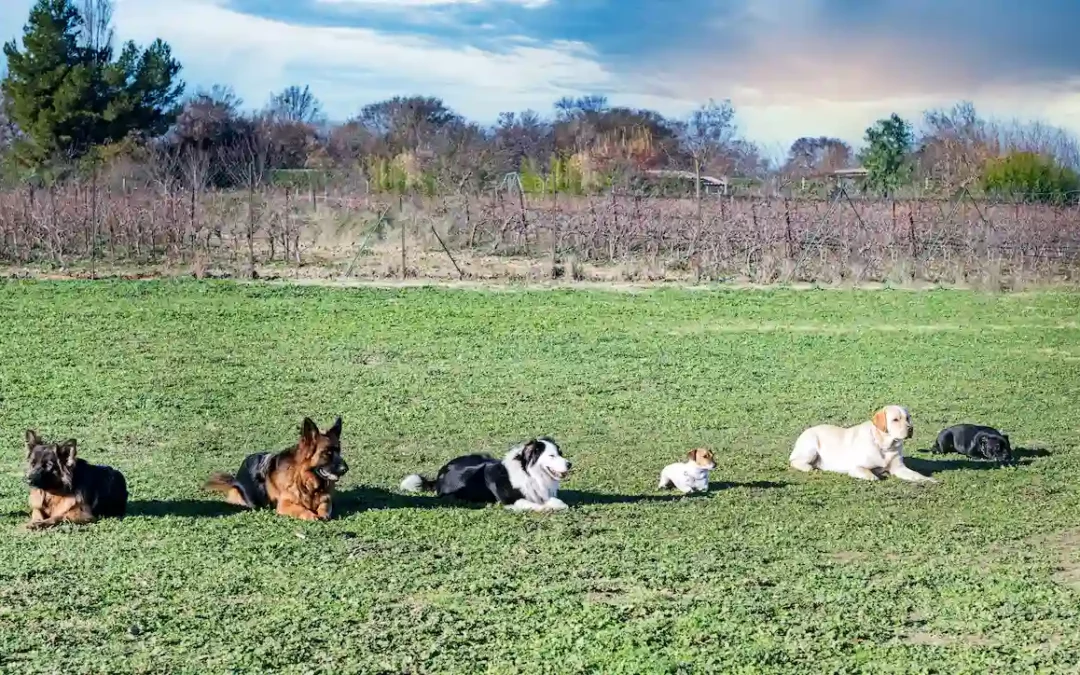 ¿Cuáles son las 5 Mejores Razas de Perros para Proteger tu Hogar y Convivir con tu Familia?