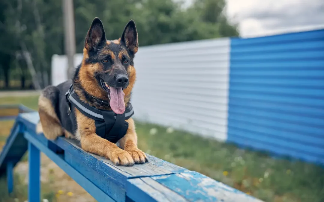 ¿Cómo un perro de protección puede asegurar el bienestar de tu familia?