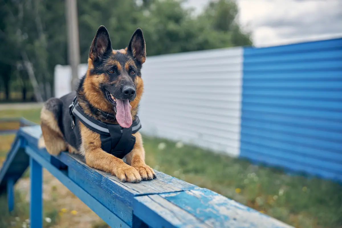 perro de proteccion para la familia y niños