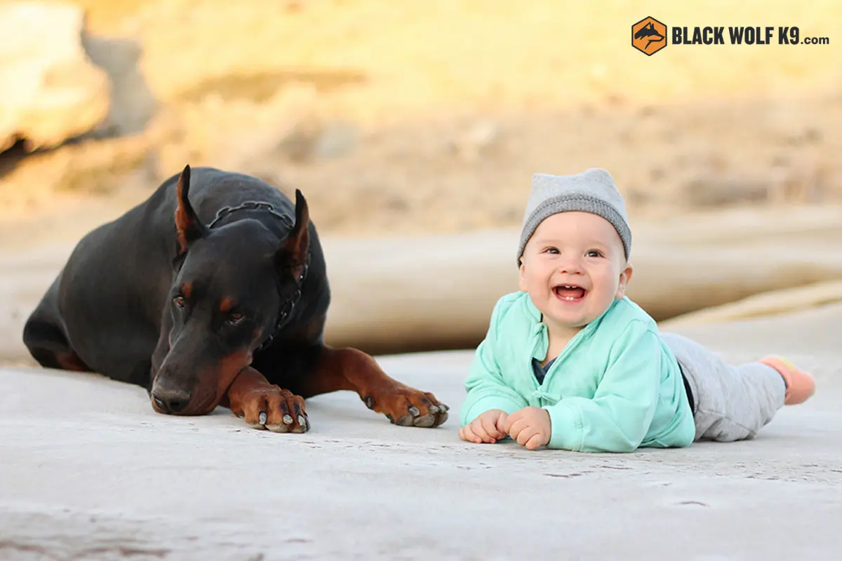 perro-guardian-para-bebes-y-familias-cali-colombia