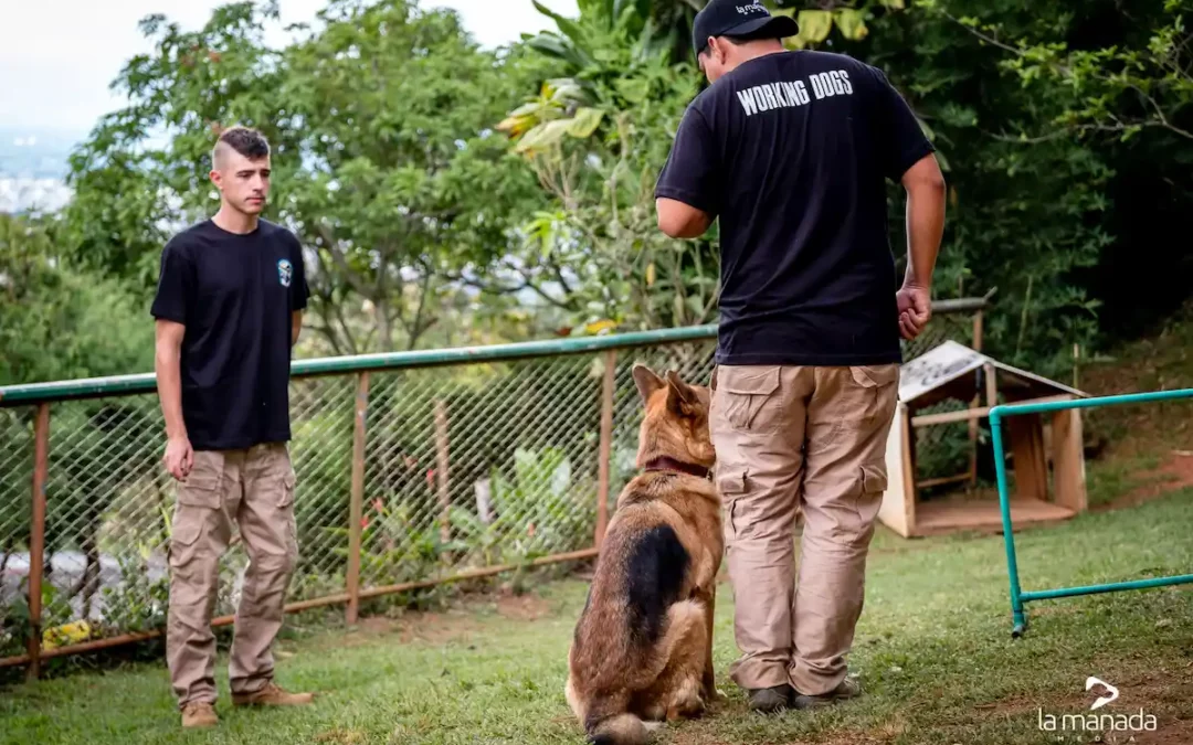 ¿Cuánto Tiempo Toma Entrenar un Perro de Seguridad para Empresas?