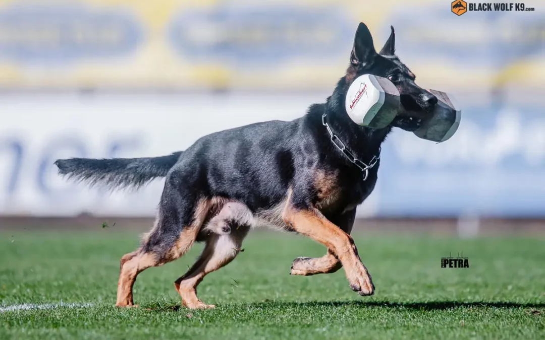 ¿Cuál es la edad ideal para adiestrar a un perro en Colombia?