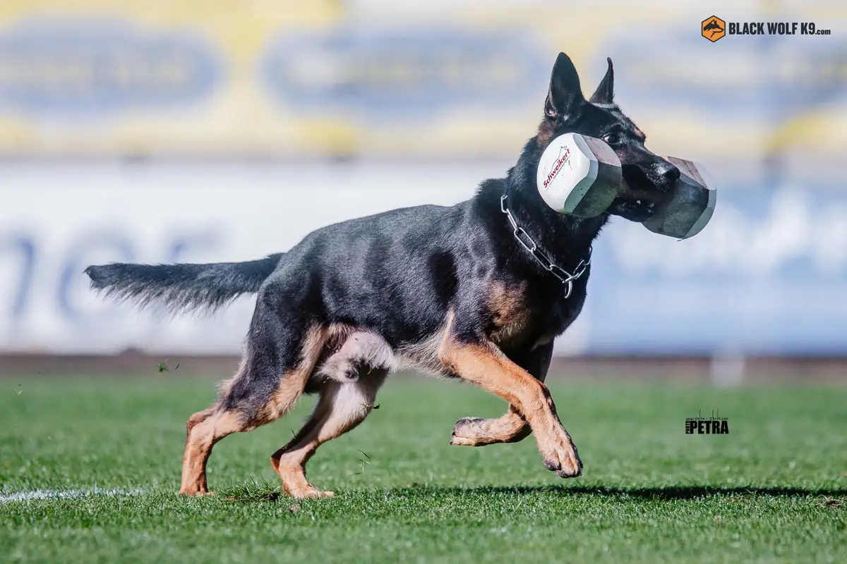 adiestramiento-canino-cali-colombia