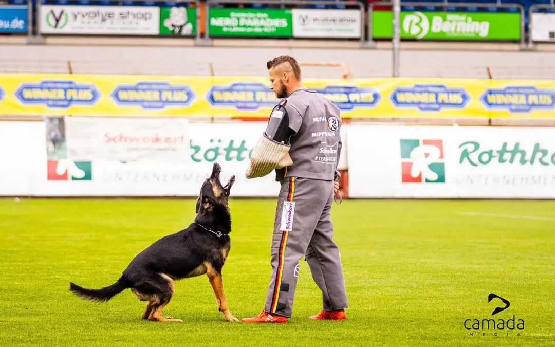 ¿Qué requisitos debes cumplir para competir en el WUSV IGP de Alemania y cómo preparar a tu perro para el desafío?