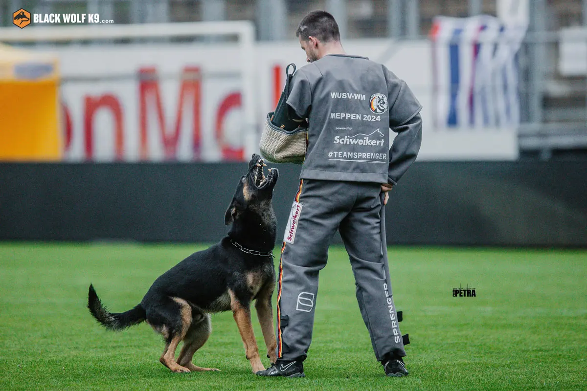 tipos-de-entrenamiento-canino-colombia