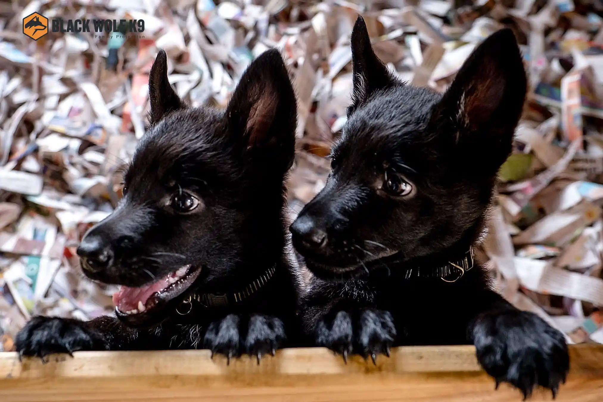 cachorros-pastores-alemanes-negros