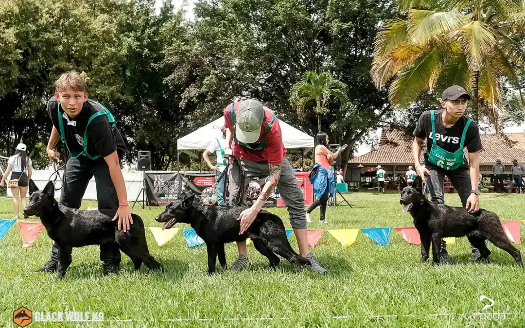 Los Mejores Perros de Servicio: Guía Completa desde la Experiencia de un Experto