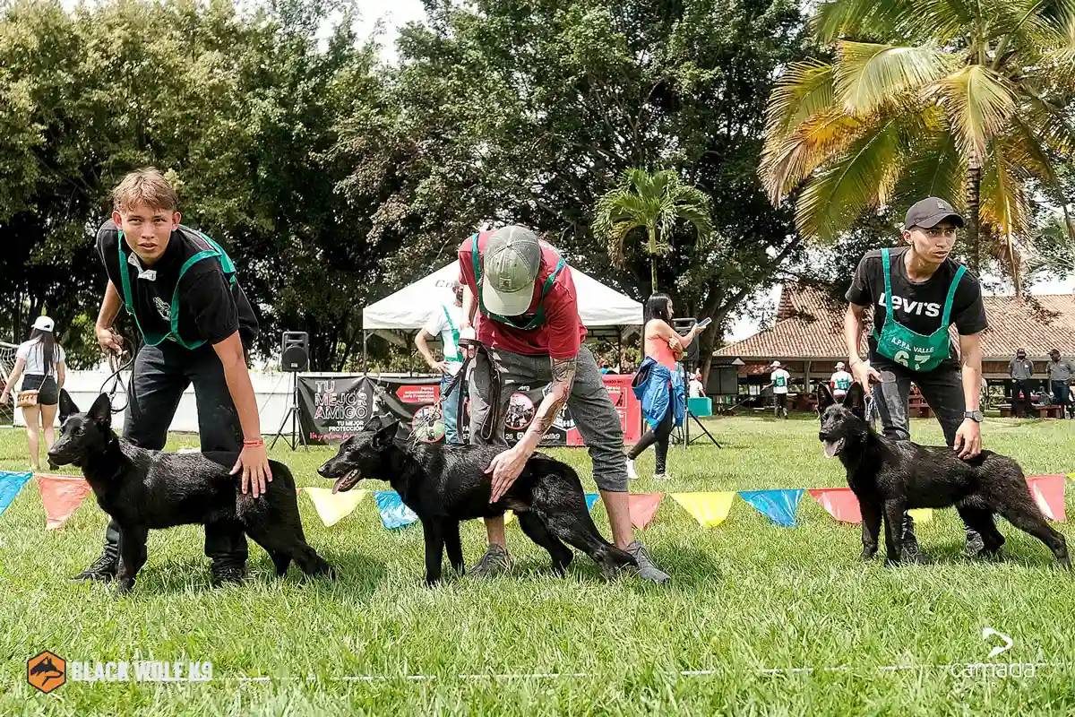 mejores-razas-de-perros-de-servicio