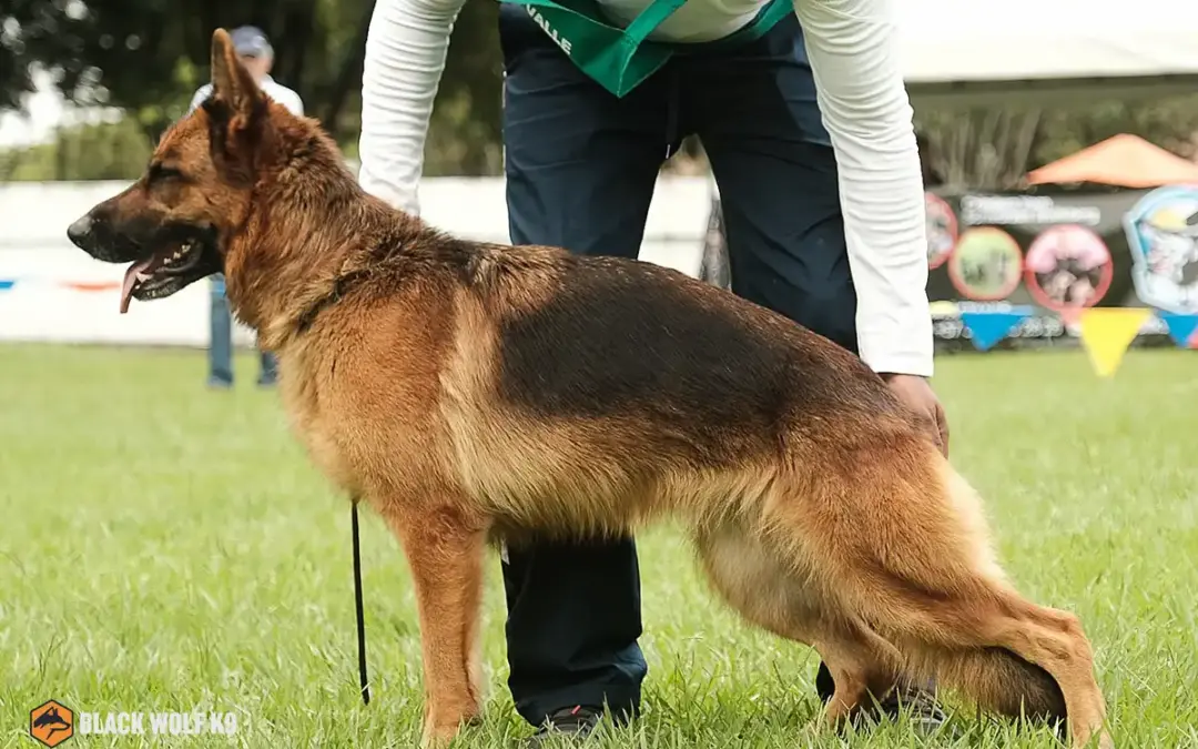 Todo lo que debes saber sobre los perros de servicio: guía completa para entender su importancia