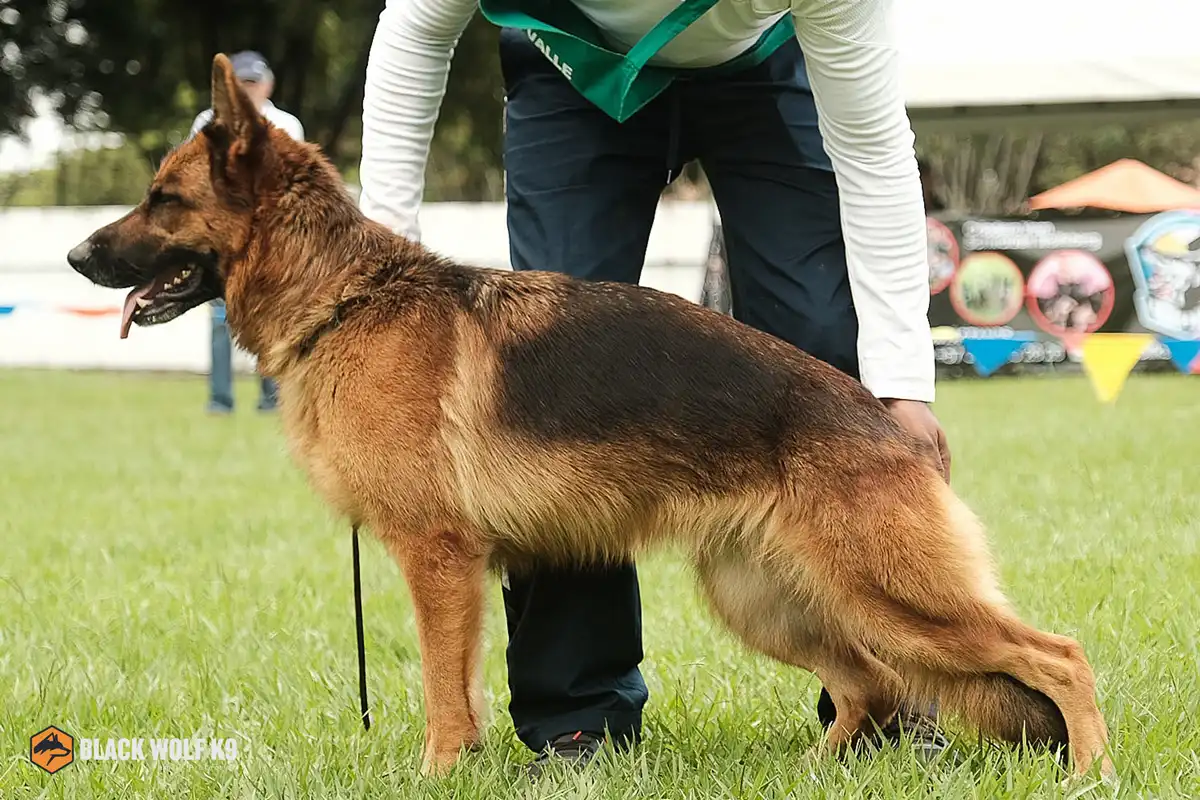 perros-de-servicio-colombia